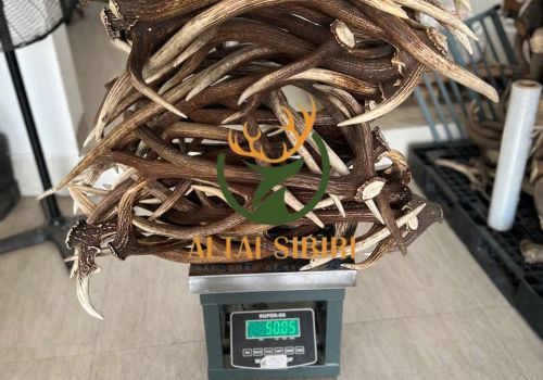 Sừng 3 chi Axis Axis- 3 chi châu Mỹ ( 3 chi Úc)