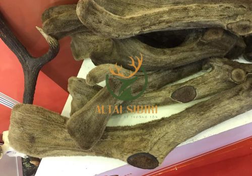 Nhung Hươu Khô Nguyên Chiếc, cắt khúc  Sibiri ( giống Maral)